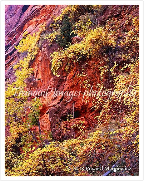 450557   A Golden Display in Zion Canyon